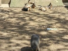 -合肥野生动物园