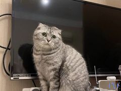-屋虎猫馆(宝安大仟里店)