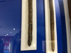 -上海昆虫博物馆