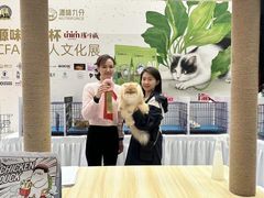 -青奢宠物·青奢猫舍