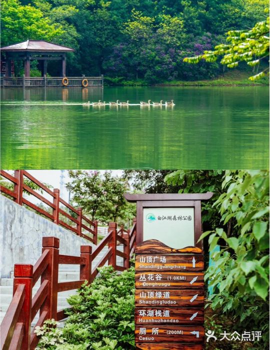 广州白江湖森林公园图片