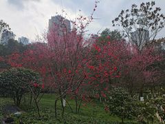 -龙头寺公园
