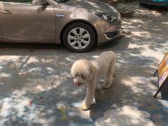 -翊宠yipet猫狗购宠庄园犬舍•猫舍