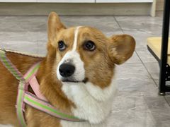 -贝康宠物医院·犬猫全科·小动物特色诊疗中心(东环路店)