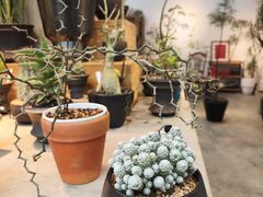 -自由生长植物工作室(深港花卉中心店)