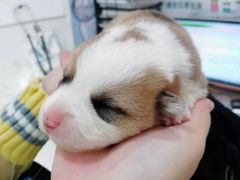 -萌兽医馆·宠物医院·猫骨科(创景店)