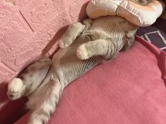 -特一安24小时宠物医院·骨科·中兽医