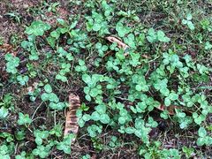 -盘龙城国家考古遗址公园