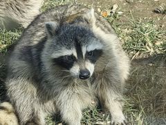 -秦皇岛野生动物园