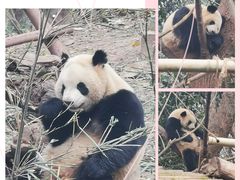 -成都大熊猫繁育研究基地