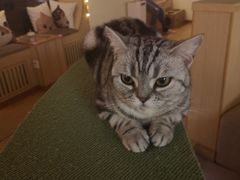 -猫和宫(六道口店)