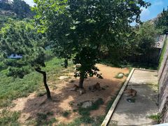 -西霞口神雕山野生动物世界