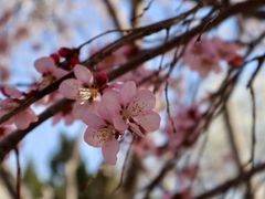 -桃花堤公园