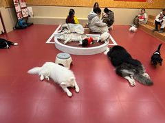 -和它·交个朋友·狗咖猫咖(爱琴海店)