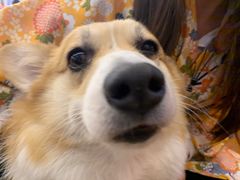 -豆柴町-柴犬主题狗咖(红鼎国际C座店)