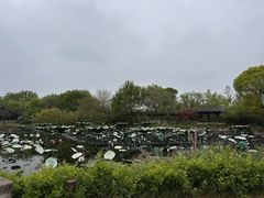 -西溪国家湿地公园
