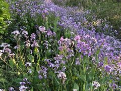 -苏家坨柳林村二月兰花海