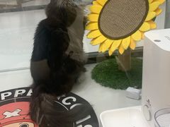 -糯米喵星人·撸猫猫舍咖啡馆(西市场嘉华店)