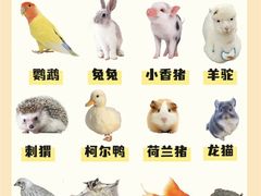 -瑞鹏宠物医院犬猫全科(真大分院)