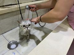 -暖阳宠物医院·犬猫康复中心·骨科