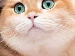-艾吉宠物医院·疑难杂症转诊中心·猫友好(碧江路院)