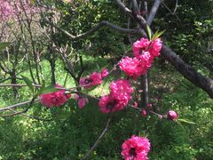 -南汇桃花村