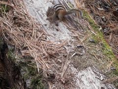 -五营红松林海景区