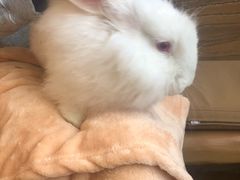 -猫猫幼稚园·撸猫·桌游·电玩