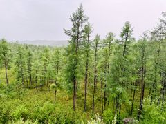 -莫尔道嘎国家森林公园