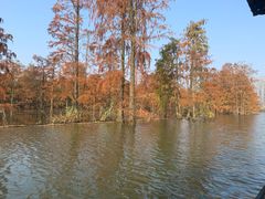 -池杉湖湿地公园