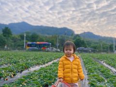 -广州市帽峰山景区