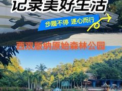 -西双版纳原始森林公园