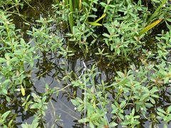 -同銮特种养殖场·龙虾垂钓