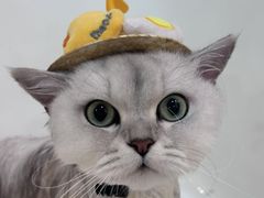 -momokira米努特·德文卷毛猫·棉花面纱犬