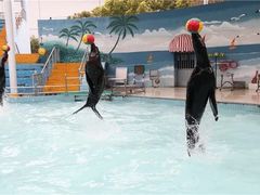 -上海野生动物园老虎餐厅