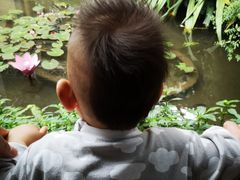 -河内西湖莲花自助餐厅