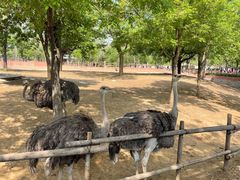 -石家庄市动物园