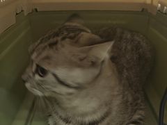 -瑞鹏宠物医院·夜间急症·心超·猫科(祖庙分店)