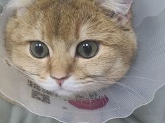 -中农国际动物医院24小时·猫科·骨科·急重症中心
