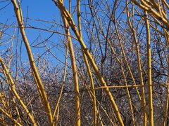 -天津东丽湖风景区