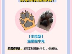 -翊宠yipet猫狗购宠庄园