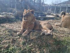 -石家庄市动物园