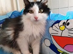 -纳吉亚猫专科动物诊疗中心(蒋宅口分院)