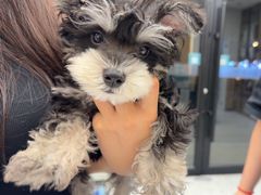 -瑞派康怡24h宠物医院·犬猫医疗中心·微创绝育(瑞景分院)
