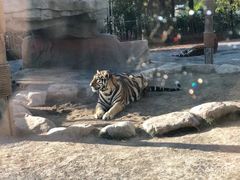 -上海野生动物园老虎餐厅