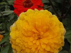 -莲花山花海
