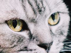 -猫色咖啡·猫咖