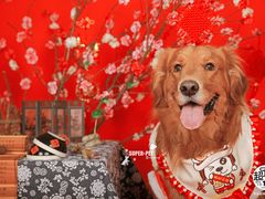 -超宠爱宠物摄影-Super pet