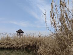 -泗洪洪泽湖湿地景区