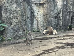 -海南热带野生动植物园